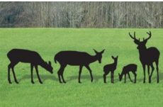 Cerfs et biches 15