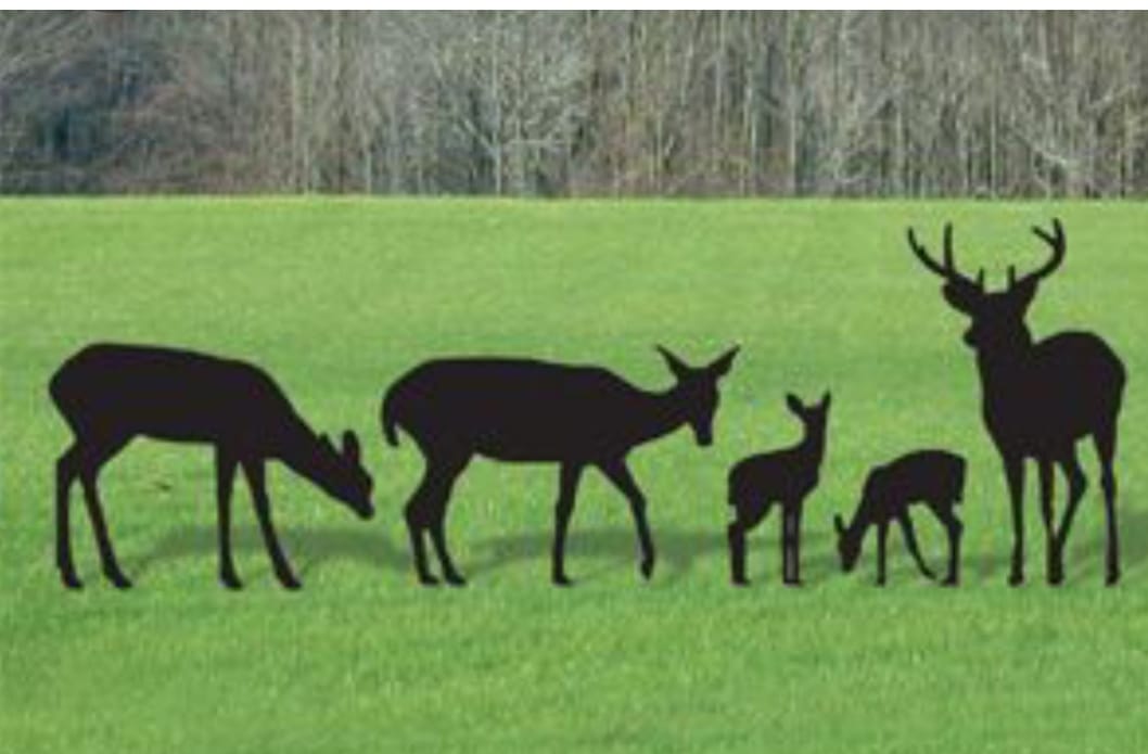 Cerfs et biches 15