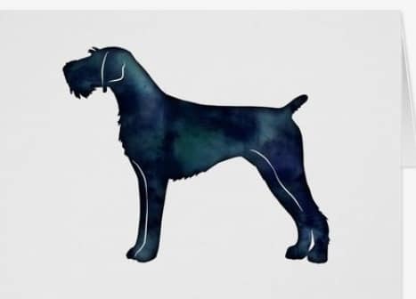 Chien 13